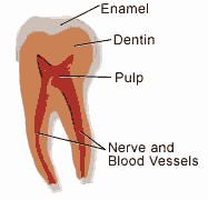 Tooth